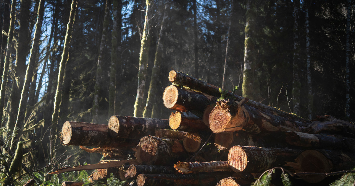 Oregon’s Logging Industry Says It Can’t Afford New Taxes. But Prices Have Never Been Higher and Profits Are Soaring. 1 Oregon’s Logging Industry Says It Can’t Afford New Taxes. But Prices Have Never Been Higher and Profits Are Soaring.