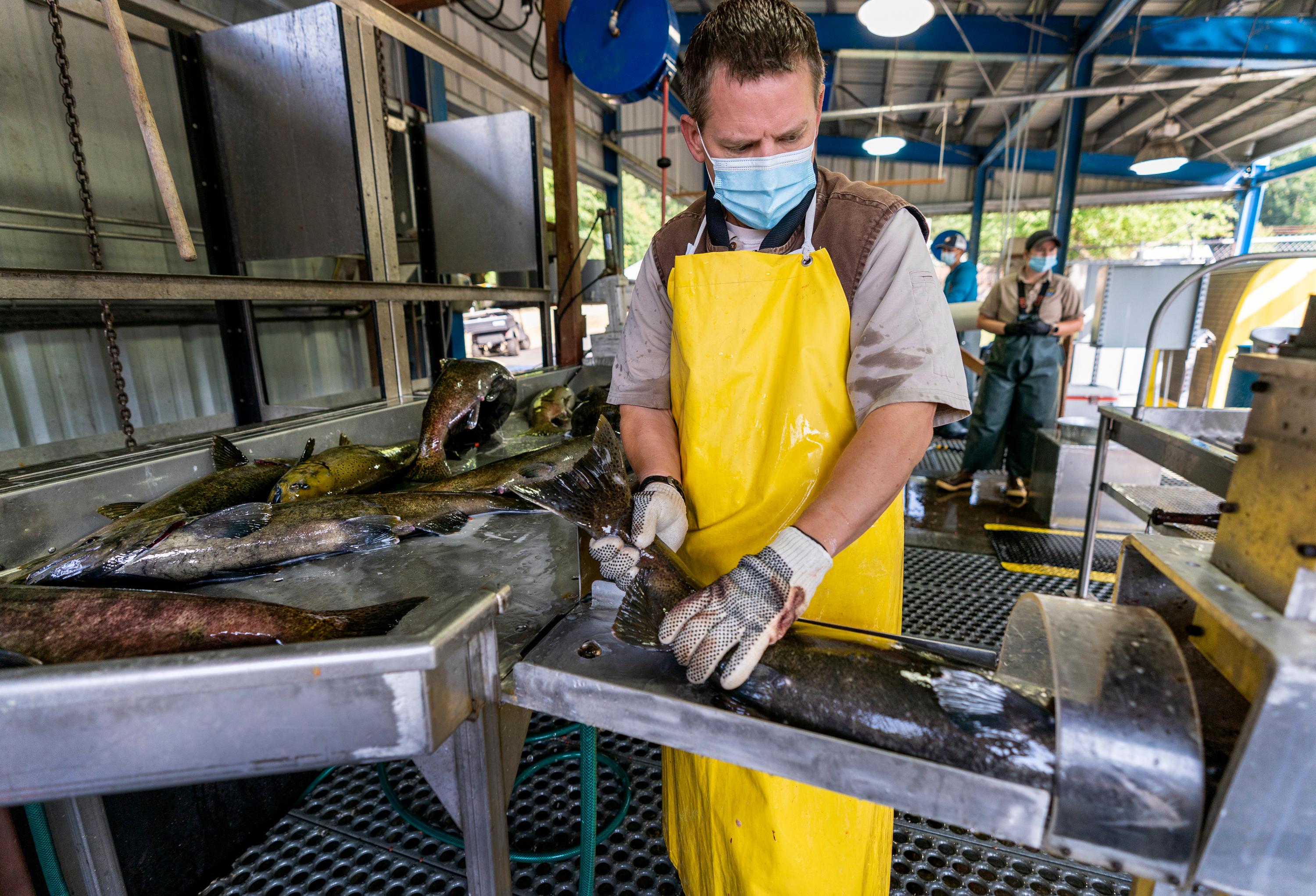 Salmon Hatcheries Funded By U.S. Government Haven’t Ended Fish’s ...