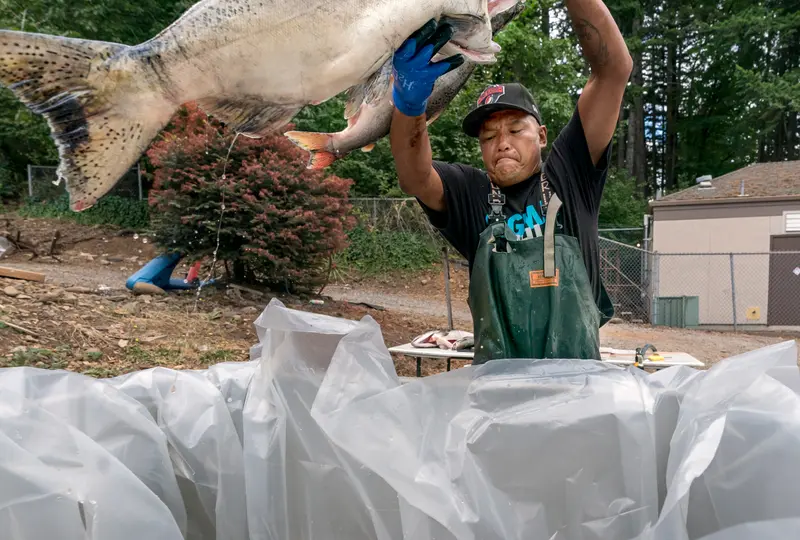 A man in an apron lofts large fish over his head on their way into a plastic-lined box in front of him.
