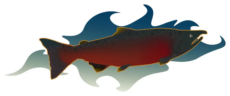 Stylized illustration of a salmon