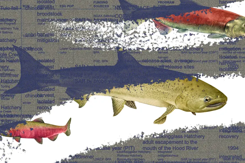 Illustration of salmon superimposed over a spreadsheet