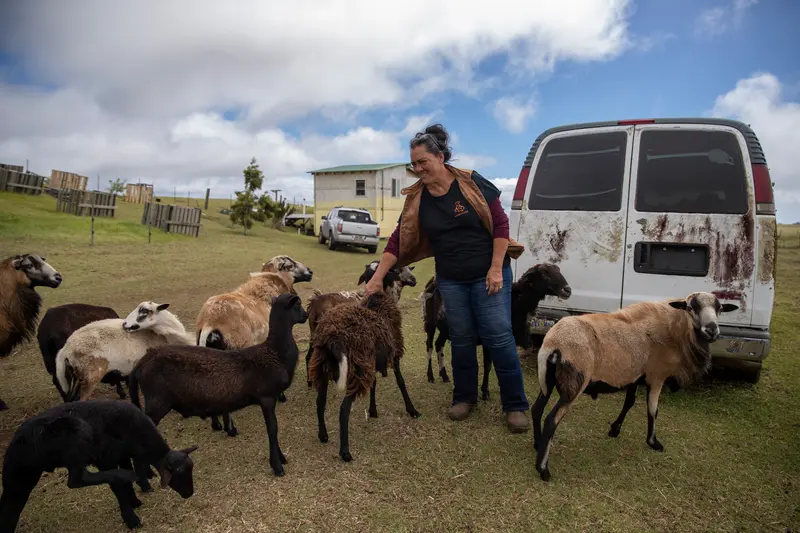 A woman holds one of a flock a sheep outside a van.