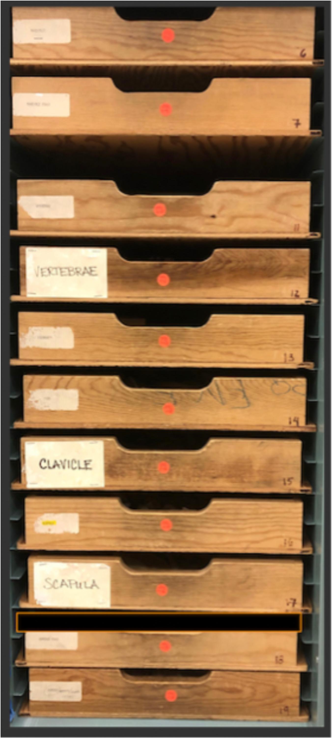 Drawers with labels including "vertebrae," "clavicle," and "scapula"
