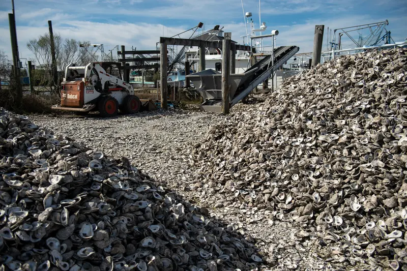 New Law Aims to Save Oysters on the Mississippi Coast