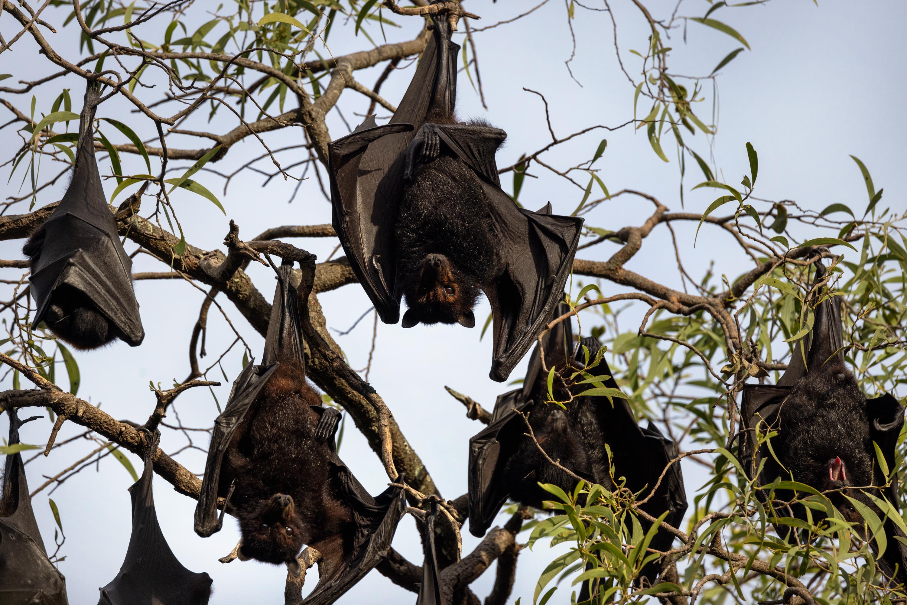 How Studying Bats Can Help Predict And Prevent The Next Pandemic   20230522 Spillover Australia 01 