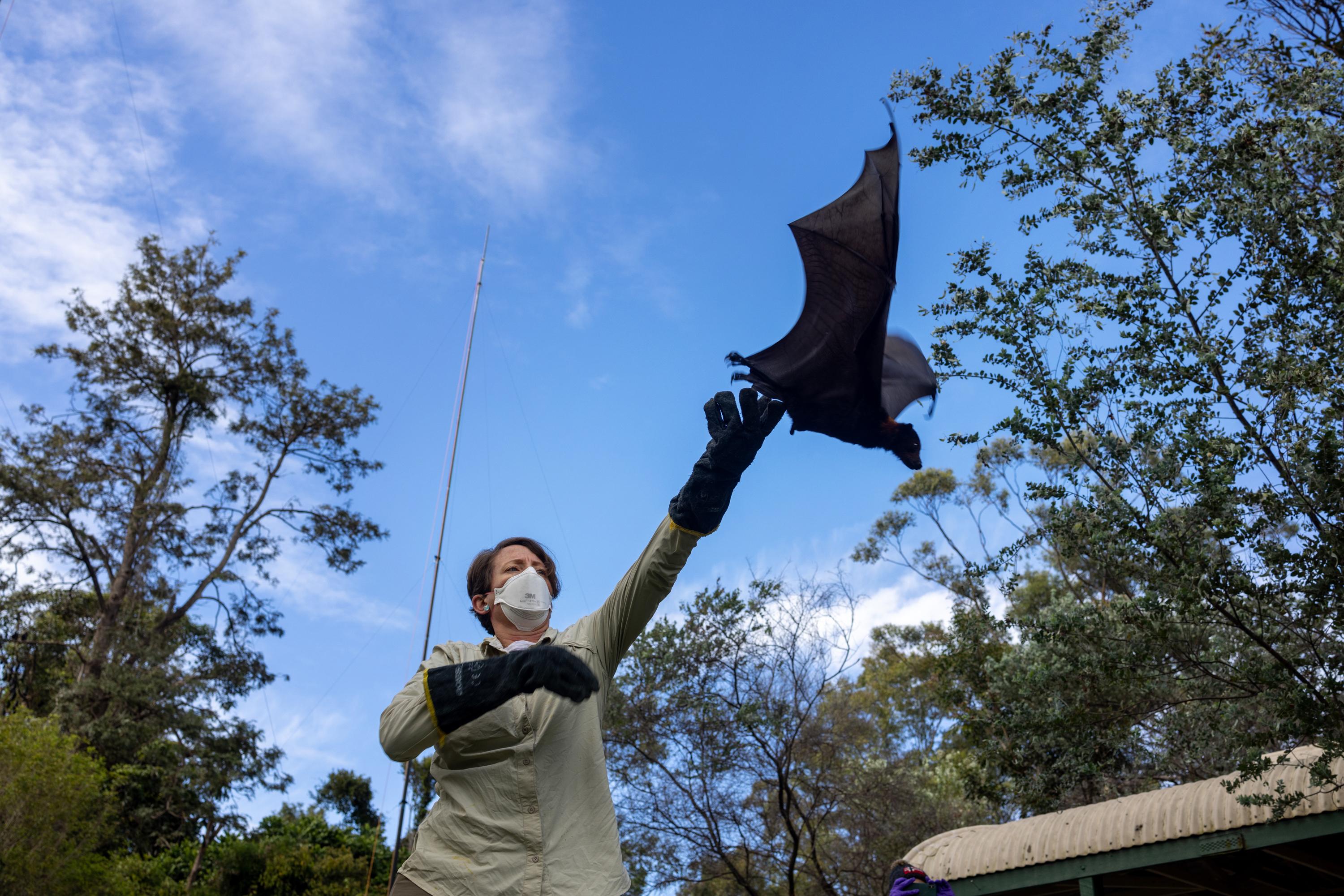 How Studying Bats Can Help Predict And Prevent The Next Pandemic   20230522 Spillover Australia 04 