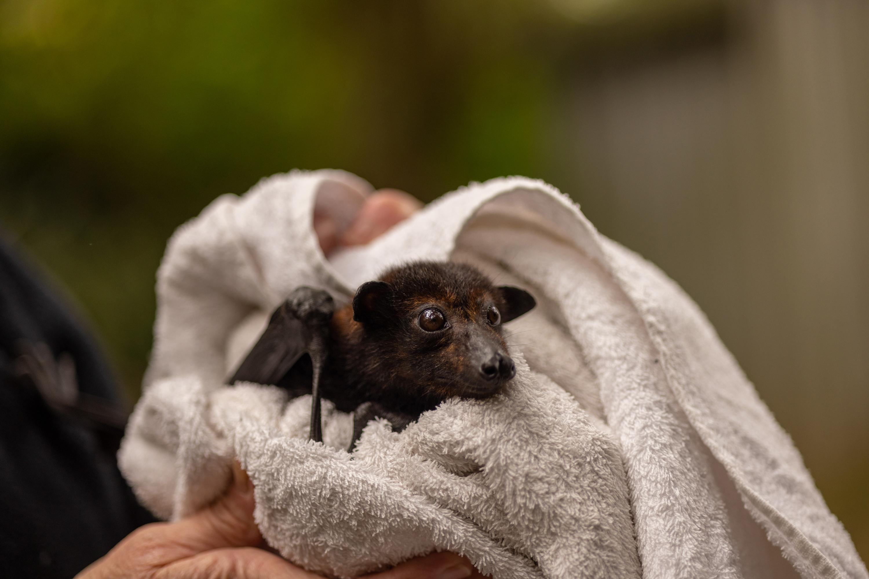 How Studying Bats Can Help Predict And Prevent The Next Pandemic   20230522 Spillover Australia 11 