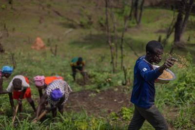 A man in a blue shirt holds a bowl of seed, which are sprinkled in the air. Other people from the village are hunched over planting in the background.