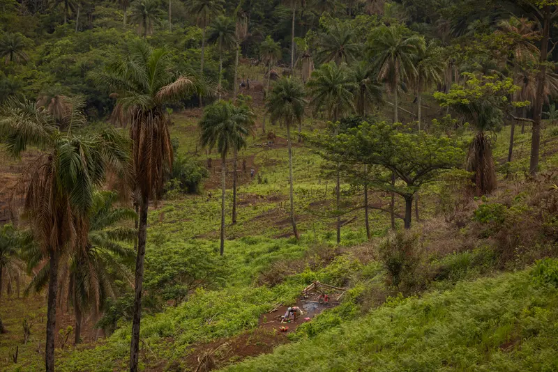 A lush landscape dotted with palm trees, with people cooking in the distance.