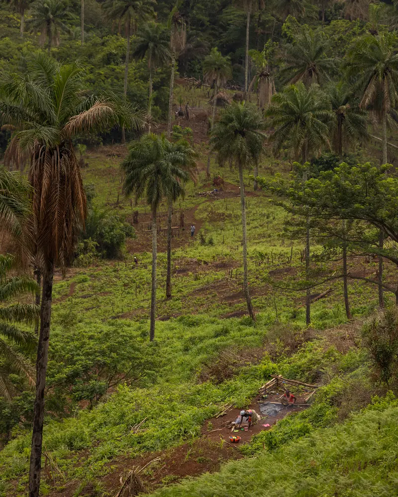 A lush landscape dotted with palm trees, with people cooking in the distance.