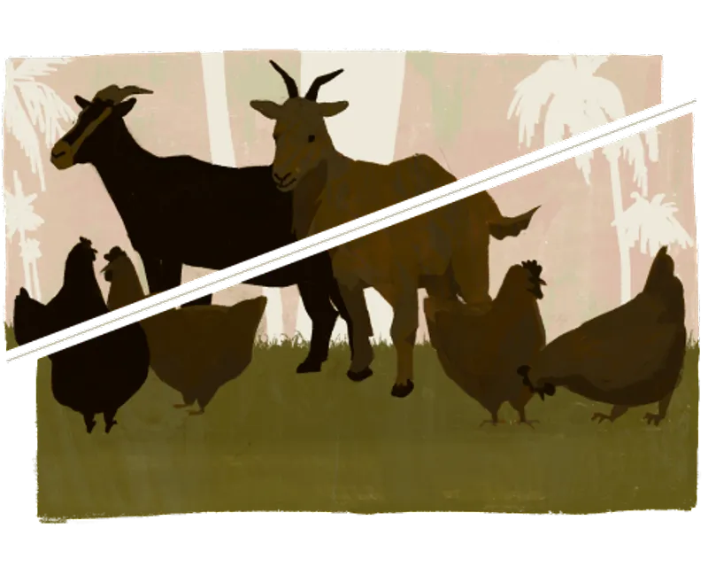 Illustration of goats and chickens standing in a forest