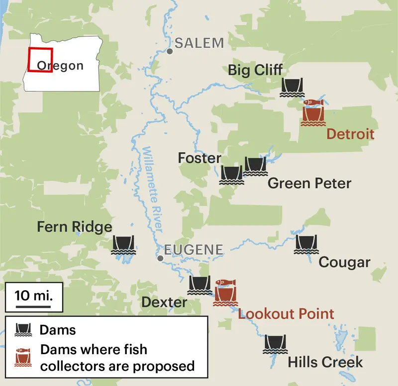 A map of the Willamette River Valley includes icons that represent nine total dams. Two of the dam icons, labeled “Detroit” and “Lookout Point,” are red, indicating they are the dams where fish collectors are proposed.